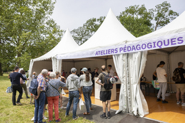 La Fête de la Lavande 2024